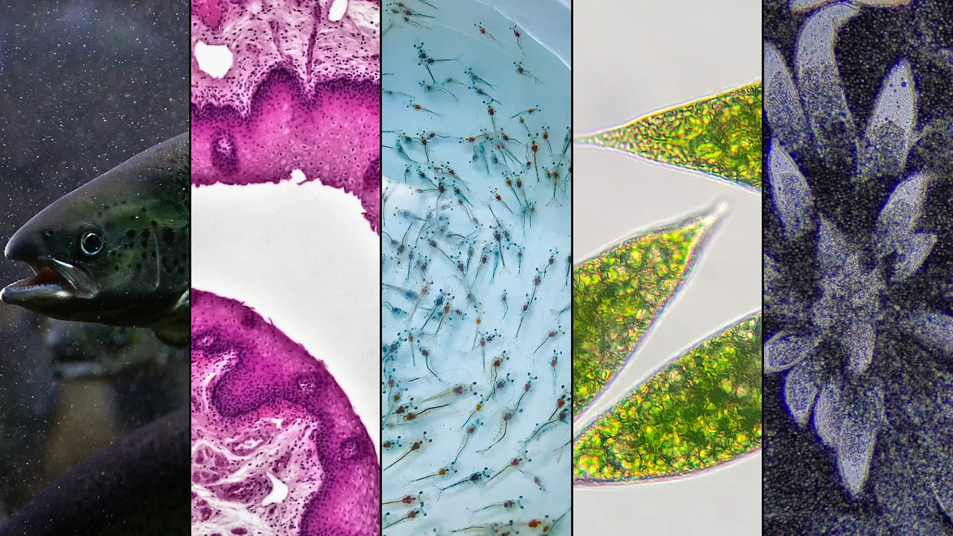 Salmon, tissue sections and plankton under the microscope